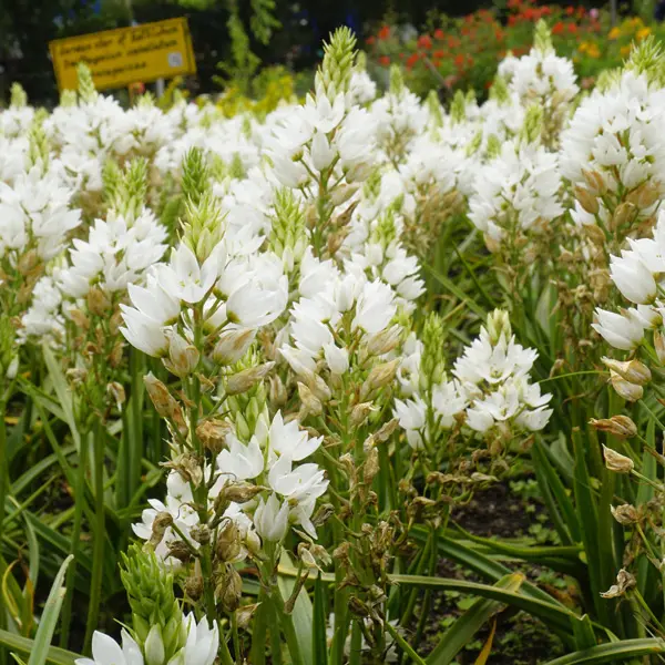 Chincherinchee