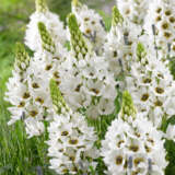 Chincherinchee 3 Pkchinch 2025 - Garden Express Australia