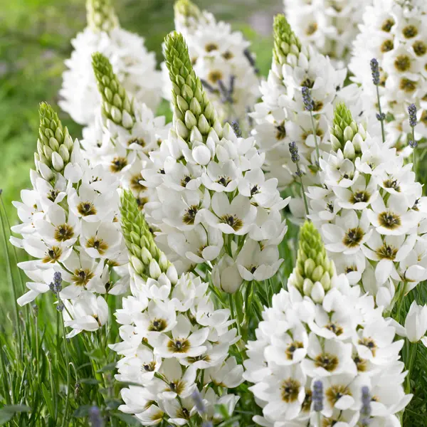 Chincherinchee