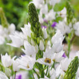 Chincherinchee Chincherinchee