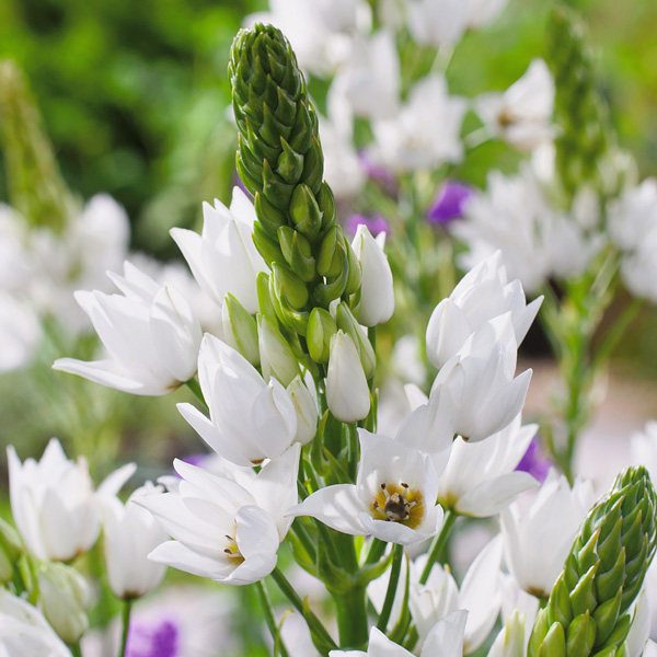 Chincherinchee Chincherinchee
