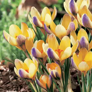 Top 10 Bulbs To Plant In Spring Crocus Chrysanthus Advance17 - Garden Express Australia