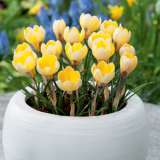 Crocus Chrysanthus Romance17 - Garden Express Australia