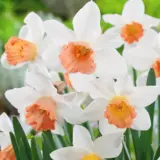 Daffodil Accent - Garden Express Australia
