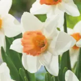 Daffodil Accent Daffodil Accent