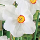 Daffodil Actaea Daffodil Actaea
