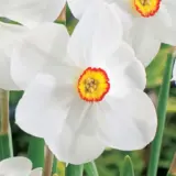 Daffodil Actaea Daffodil Actaea
