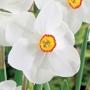 Daffodil Actaea
