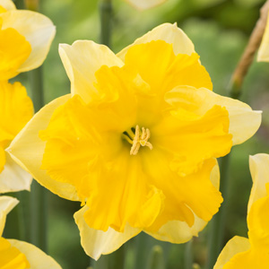 Daffodil Chanterelle