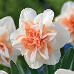 Daffodil Delnashaugh 17 - Garden Express Australia