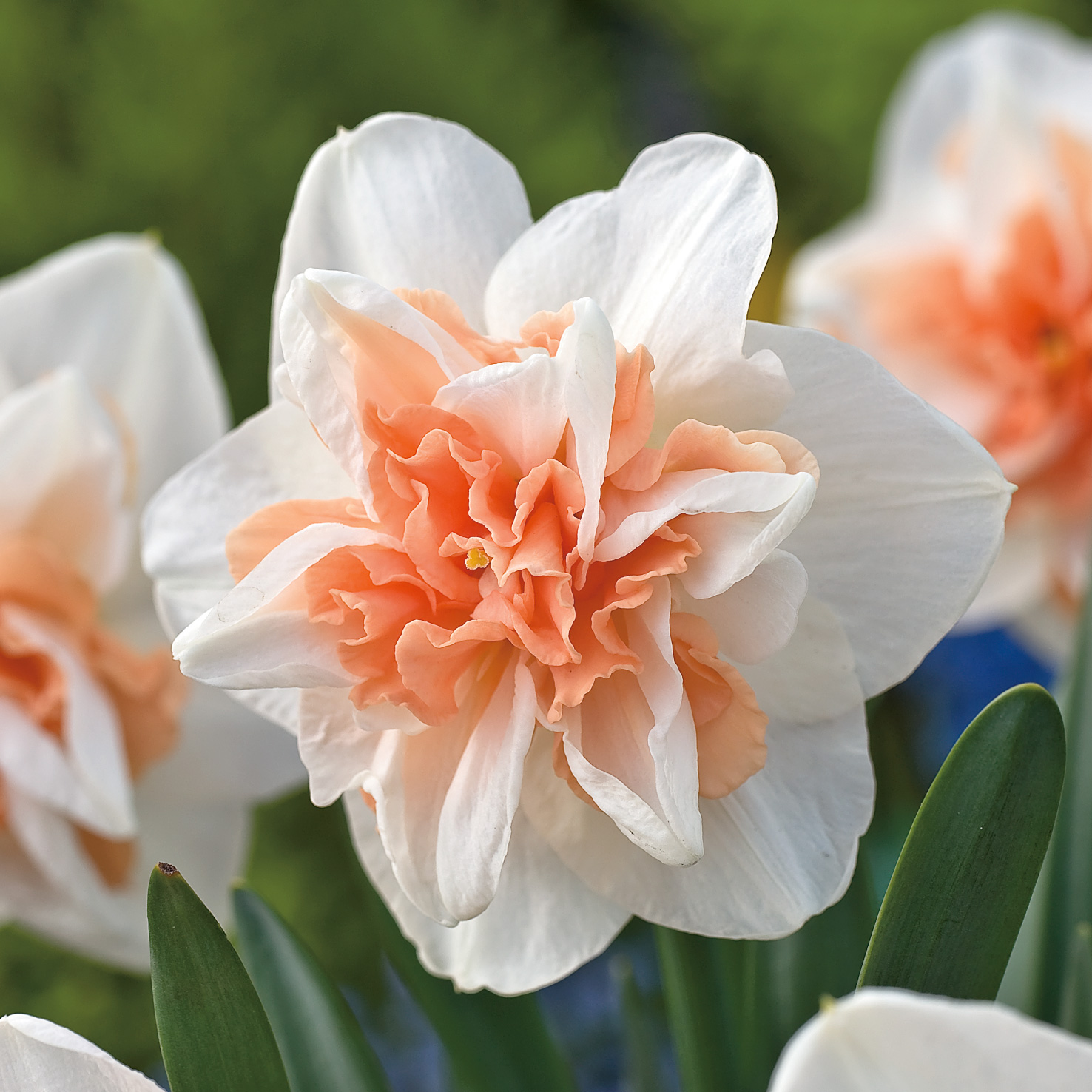 Daffodil Delnashaugh