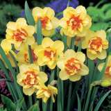 Daffodil Double Fashion 17 - Garden Express Australia