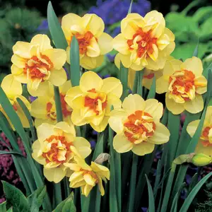What’s The Difference Between Daffodils, Narcissus And Jonquils? Daffodil Double Fashion 17 - Garden Express Australia