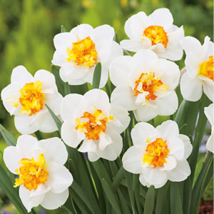 Daffodil Flower Drift Buldaffdr 2017 - Garden Express Australia