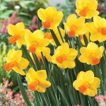 Daffodil Glen Clova 17 - Garden Express Australia