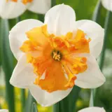 Daffodil Tahiti Daffodil Tahiti