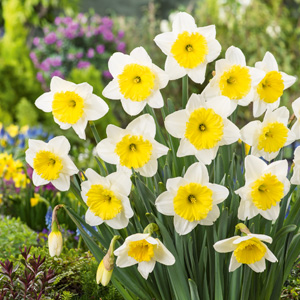 Daffodil Ice Follies