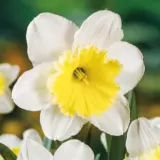 Daffodil Ice Follies Daffodil Ice Follies