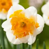 Daffodil Tahiti Daffodil Tahiti