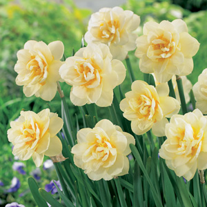 Daffodil Manly17 - Garden Express Australia