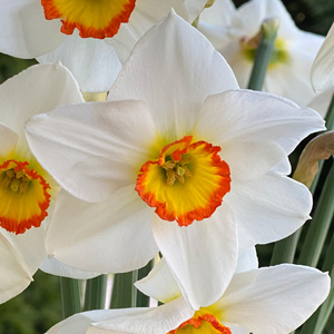 Daffodil Poetry In Motion