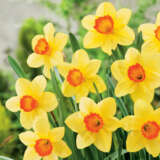 Daffodil Red Devon Pkdafrde - Garden Express Australia