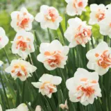 Daffodil Replete Daffodil Replete