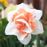 Daffodil Replete Daffodil Replete