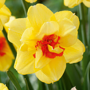 Daffodil Tahiti