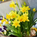 Daffodil Tete Tete 2 Pkdaftte 2025 - Garden Express Australia