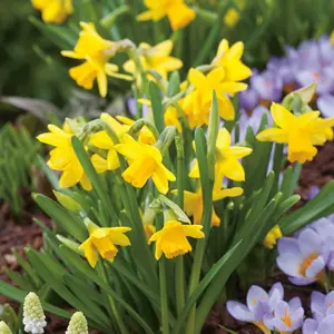 Daffodil Tete A Tete