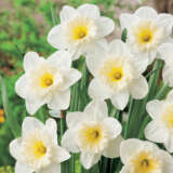 Daffodil Victorious Pkdafvic - Garden Express Australia
