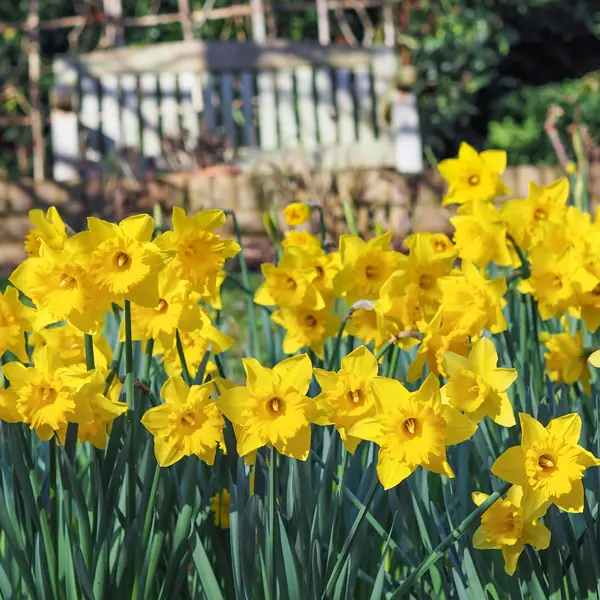 Daffodil Yellow Trumpet Daffodil Yellow Trumpet