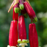 Dichelostemma Ida Maia Pkdicima 2026 - Garden Express Australia