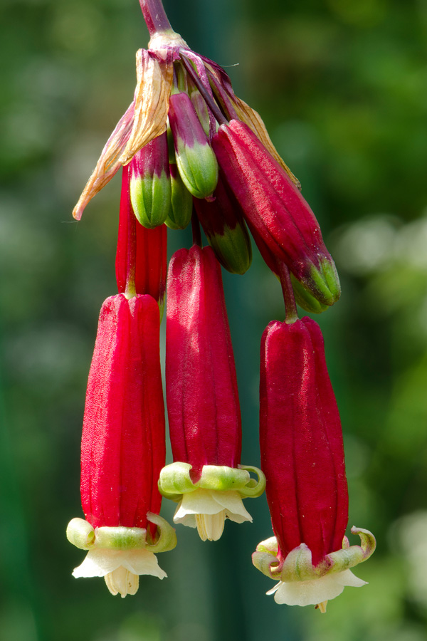 Dichelostemma Ida-Maia