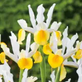 Dutch Iris Apollo Pkdirapo 2026 - Garden Express Australia