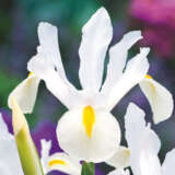 Dutch Iris Mixed Dutch Iris Mixed