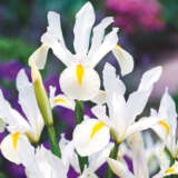 Dutch Iris Casablanca Pkdircas 2025 - Garden Express Australia
