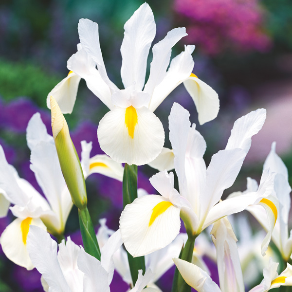 Dutch Iris Mixed Dutch Iris Mixed