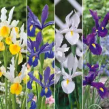 Dutch Iris Collection Coldircol 2026 - Garden Express Australia