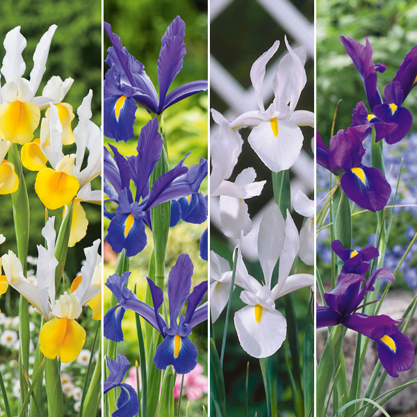 Dutch Iris Mixed
