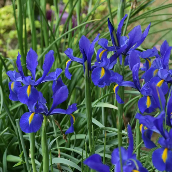 Planting Stock Dutch Iris Dark Blue
