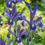 Dutch Iris Discovery 2 Pkdirdis 2026 - Garden Express Australia
