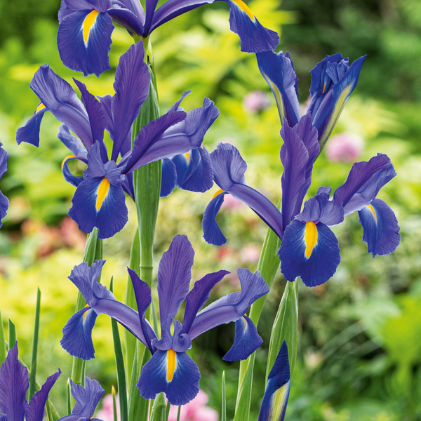 Dutch Iris Mixed
