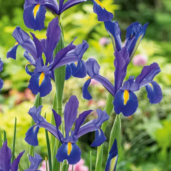 Dutch Iris Mixed
