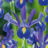 Dutch Iris Mixed Dutch Iris Mixed