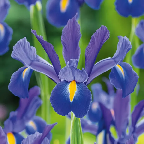 Dutch Iris Mixed