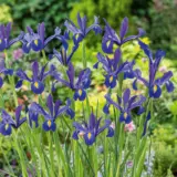 Dutch Iris Discovery Pkdirdis 2026 - Garden Express Australia