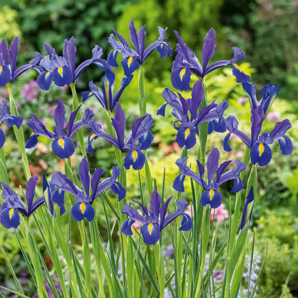 Dutch Iris Mixed