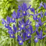 Dutch Iris Discovery Dutch Iris Discovery